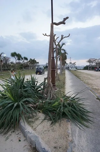 台風ってどんな感じ？